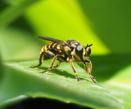 Réf. 235 472 : Choerades fimbriata